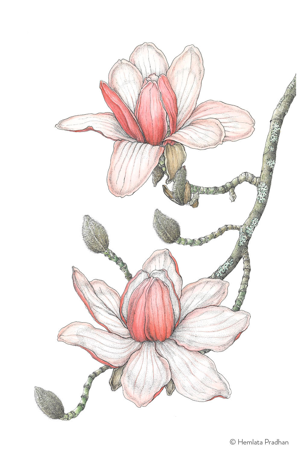 Magnolia Campbellii by HEMLATA PRADHAN