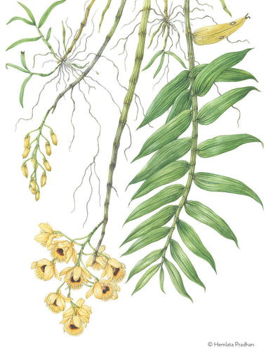 Dendrobium Fimbriatum Lindl. by HEMLATA PRADHAN