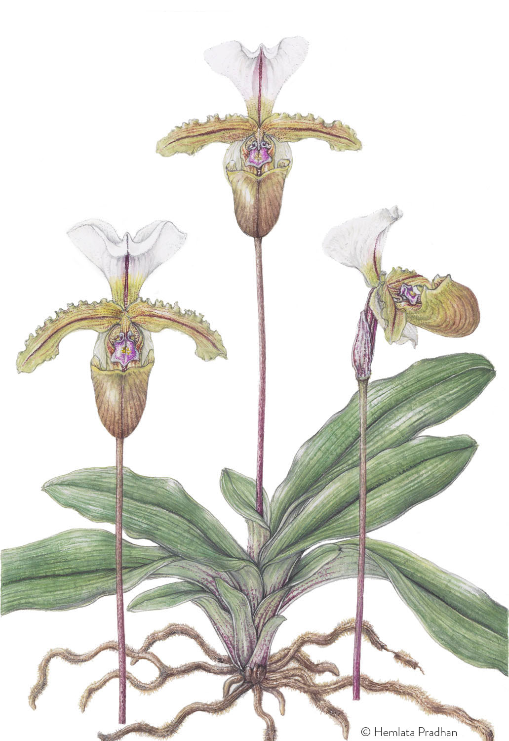Paphiopedilum Spicerianum (Rchb.f.) Pfitzer by HEMLATA PRADHAN