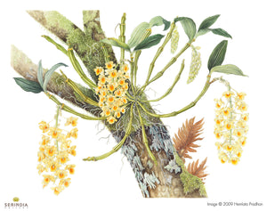 Dendrobium Densiflorum Lindl. ex Wall. by HEMLATA PRADHAN